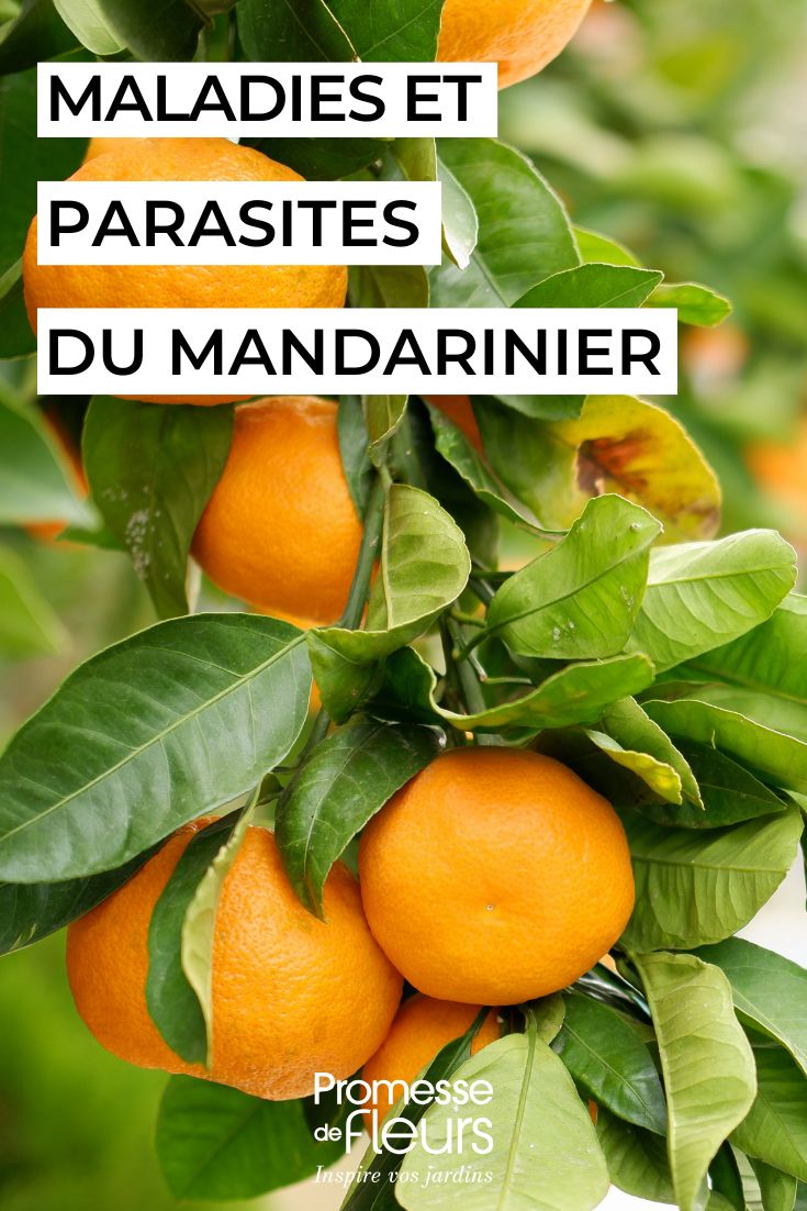 pflegen Sie die Mittelmeer-Mandarine