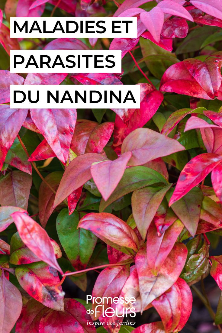 pflegen Sie den Nandina
