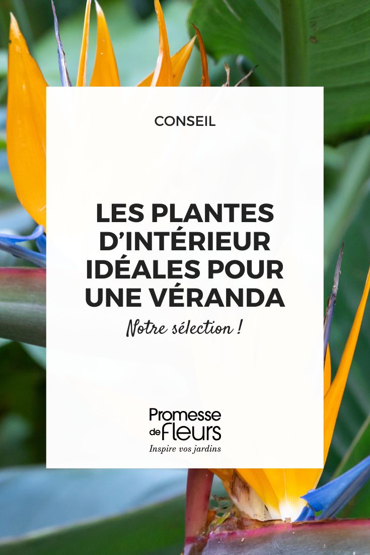 Blumen von Strelitzia
