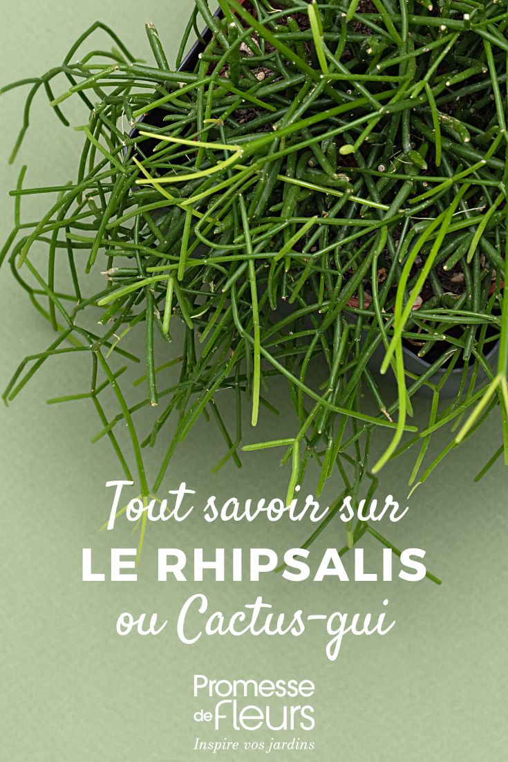 Rhipsalis im Topf