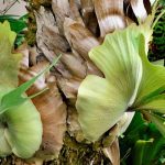 Platycerium, Geweihfarn: Kultur und Pflege
