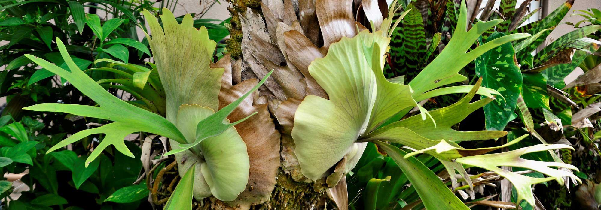 Platycerium, Geweihfarn: Kultur und Pflege