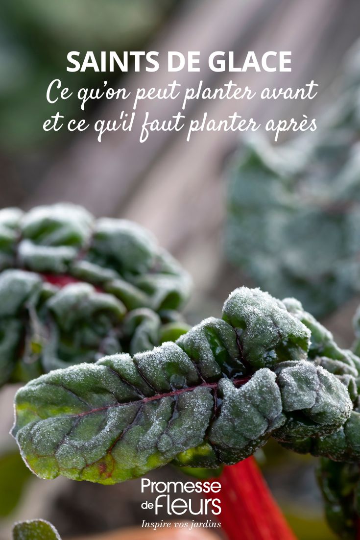 Pflanzung im Gemüsegarten oder Garten und Spätfröste. Hier ein Grüner Mangold, der Frost abbekommen hat.