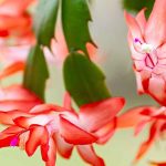 Weihnachtskaktus, Gliederkaktus: Kultur und Pflege für üppige Winterblüte