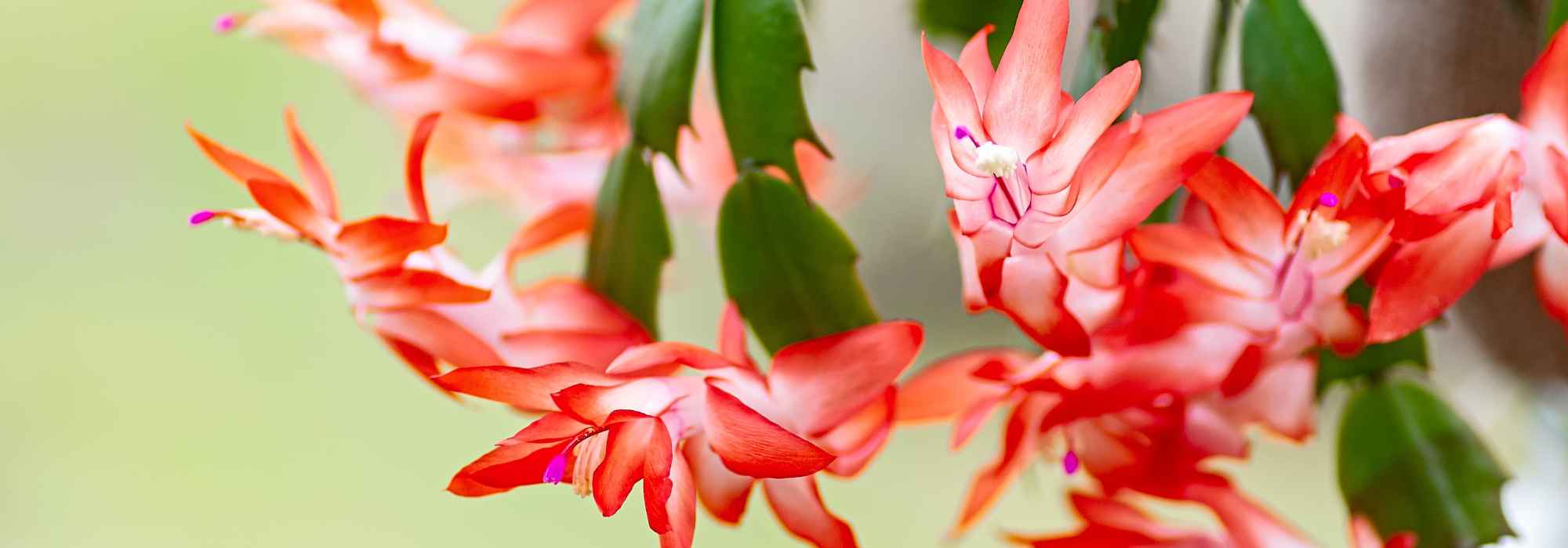 Weihnachtskaktus, Gliederkaktus: Kultur und Pflege für üppige Winterblüte