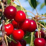 Kirschbaum pflanzen: große, süße Kirschen ernten