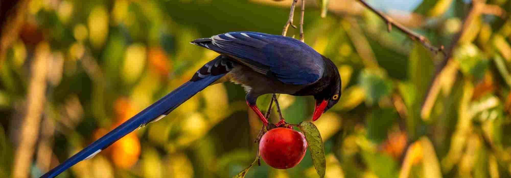 Vogelschutznetz am Kirschbaum: wann anbringen?