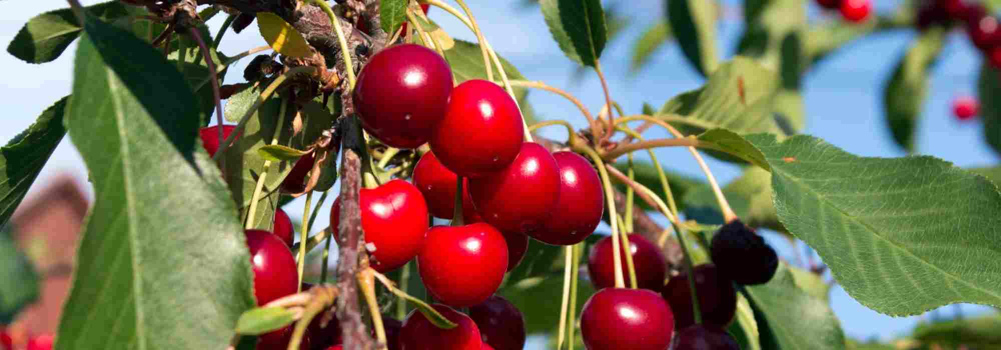 Kirschbaum pflanzen: große, süße Kirschen ernten