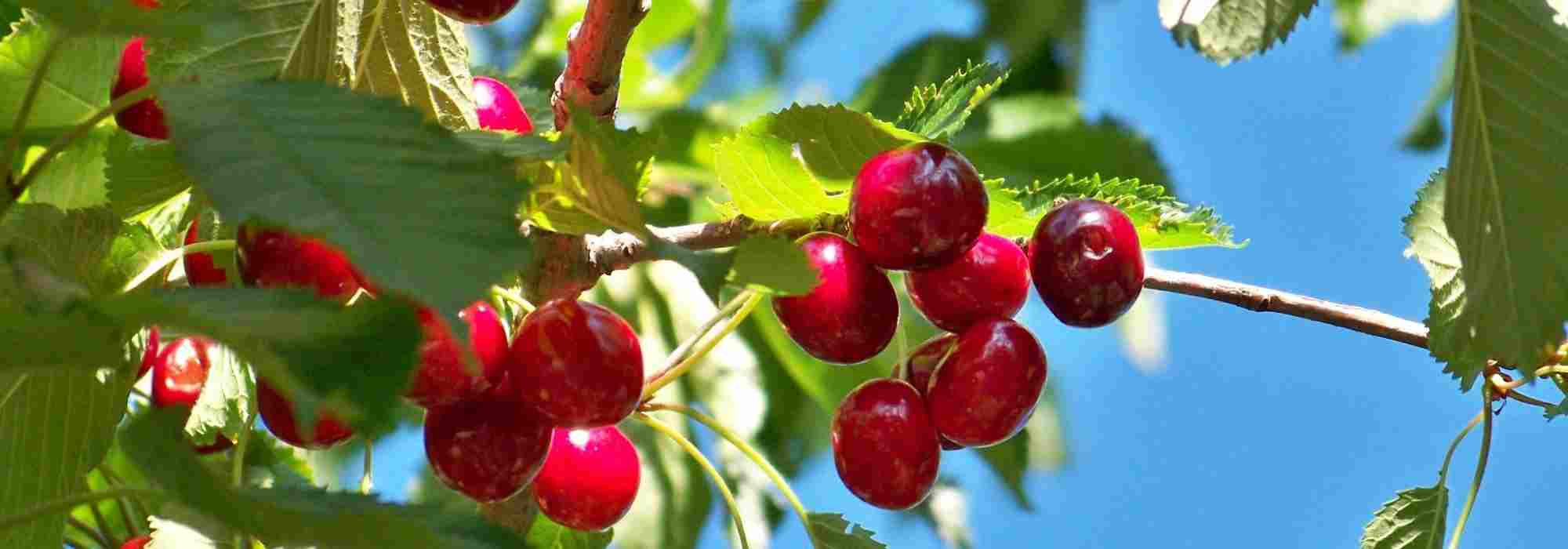 Selbstfruchtbare Kirschbäume für kleine Gärten