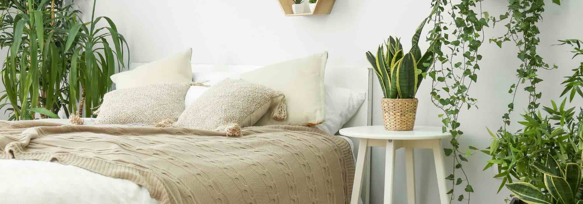 Zimmerpflanzen fürs Schlafzimmer: Praxistipps