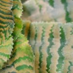 Erdstern: Krankheiten, Parasiten und häufige Probleme