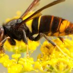 Hornissennest im Garten: Was tun?