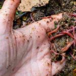 Insekten im Kompost: nützliche und unerwünschte