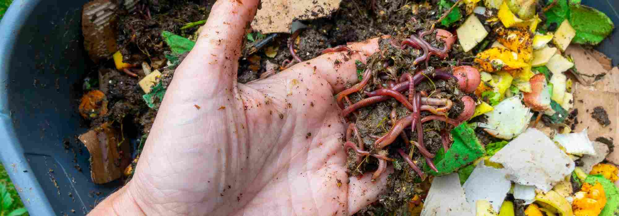 Insekten im Kompost: nützliche und unerwünschte