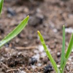 Eisheilige: Was vorher und danach pflanzen