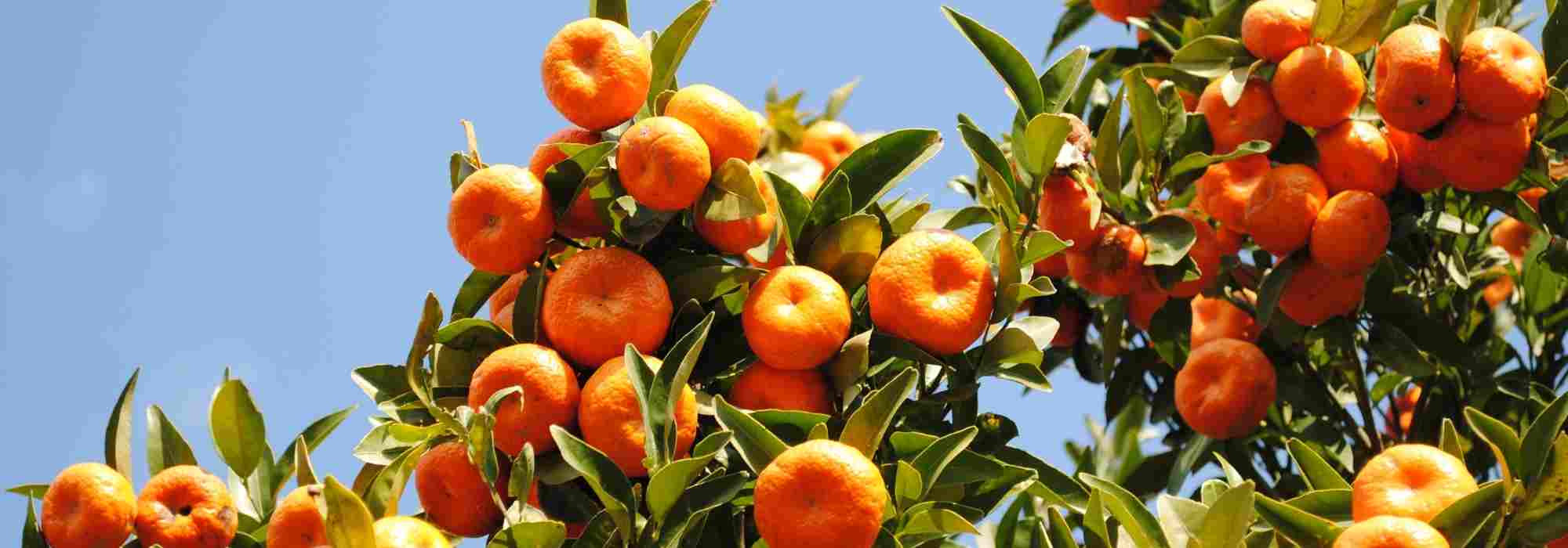 Mittelmeer-Mandarine: Krankheiten und Parasiten