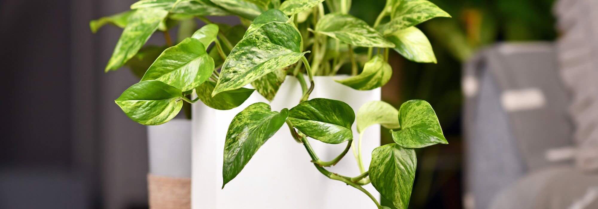 Robuste Zimmerpflanzen: 7 pflegeleichte Arten