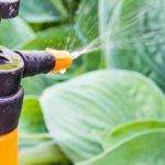 Anfänger-Garten: Krankheiten behandeln & vorbeugen