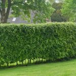 Hainbuche schneiden: wann und wie?
