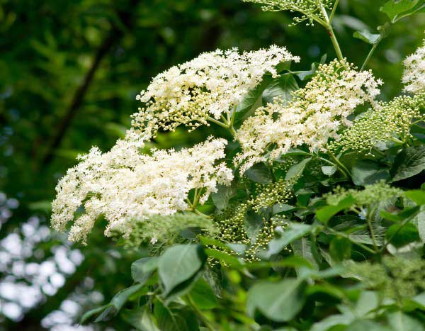 Holunder-Rückschnitt für üppige Blüte?