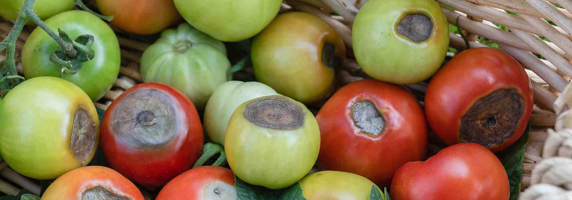 Blütenendfäule bei Tomaten: Was hilft?