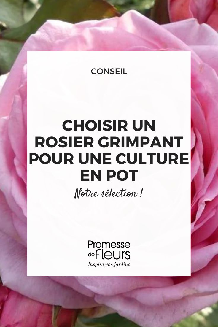 rosier Oralinco