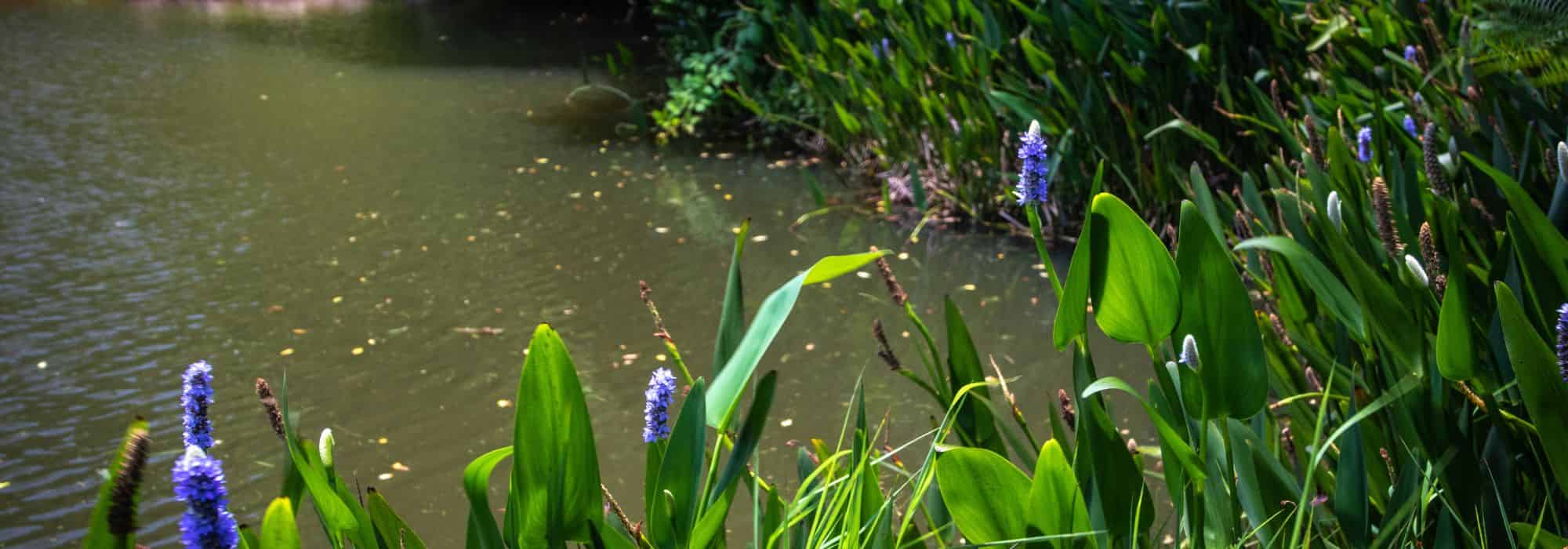 Teich und Permakultur: Wasser im resilienten Garten integrieren?