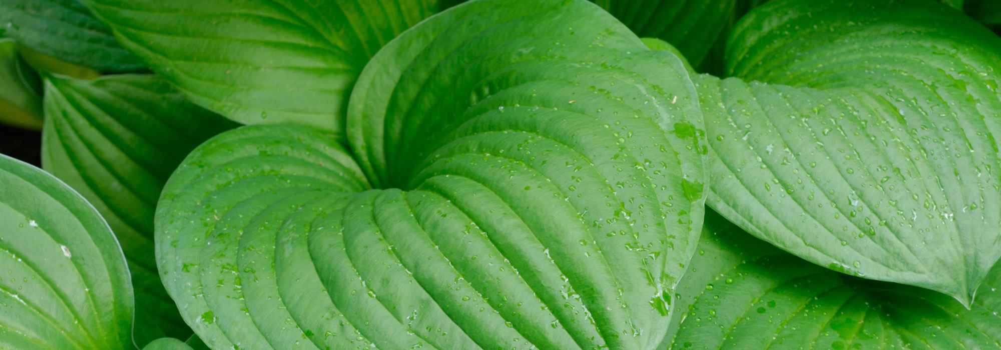 Beste grüne Funkien für den Garten