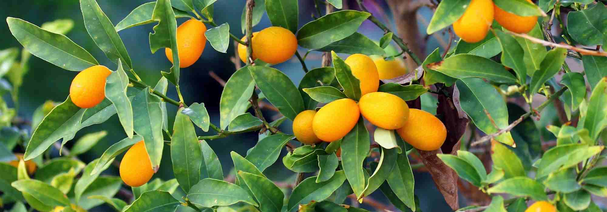 Kumquat: Häufige Krankheiten und Schädlinge