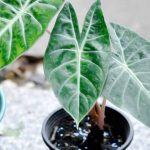 Alocasia umtopfen: Wann und wie?