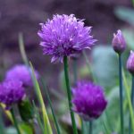 Schnittlauch aussäen: im Topf oder Garten?