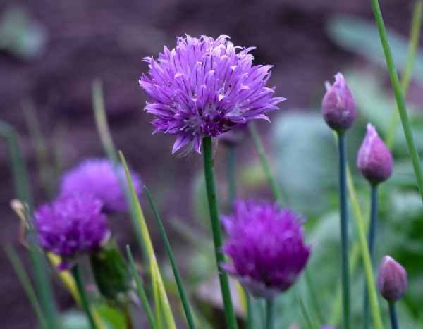 Schnittlauch aussäen: im Topf oder Garten?