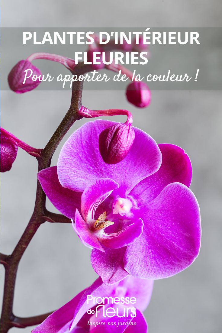 Orchidee
