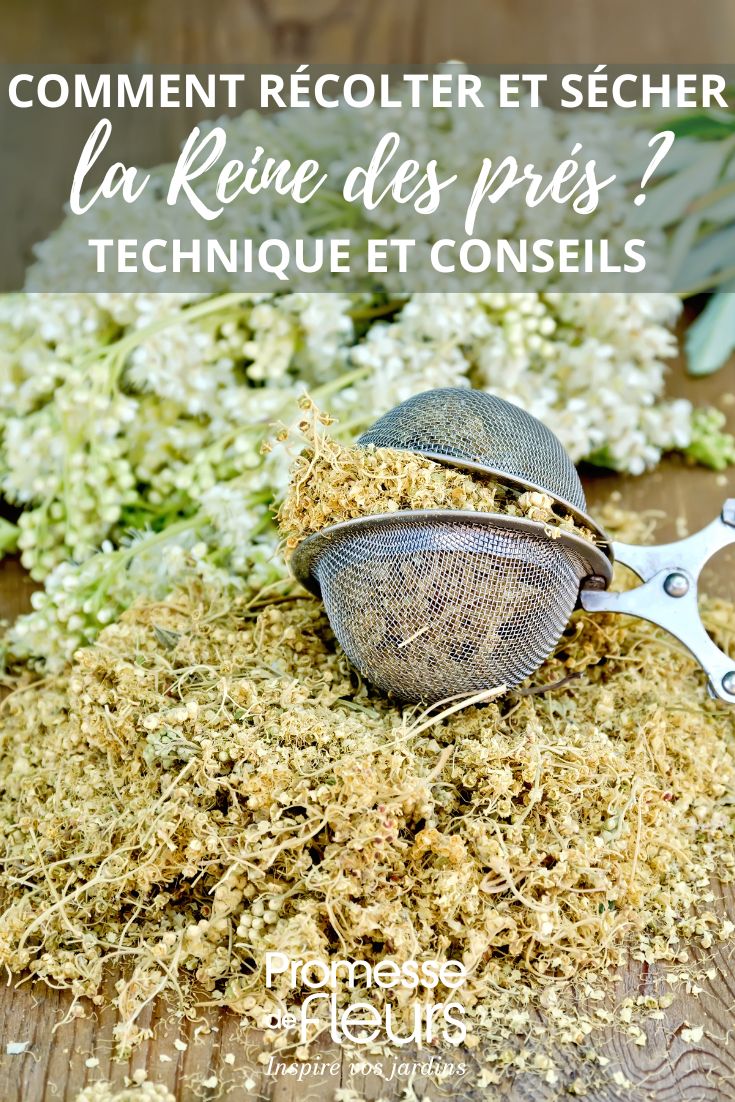 **Anleitung zur Ernte und Trocknung der Mädesüß (Filipendula ulmaria)**

Die Mädesüß, auch bekannt als Filipendula ulmaria, ist eine wertvolle Heilpflanze, die für ihre entzündungshemmenden und schmerzlindernden Eigenschaften geschätzt wird. Um ihre Wirkstoffe optimal zu nutzen, ist es wichtig, sie richtig zu ernten und zu trocknen. Hier finden Sie eine Schritt-für-Schritt-Anleitung.

---

### **1. Die richtige Zeit für die Ernte**
Die beste Zeit, um Mädesüß zu ernten, ist während der Blütezeit, die in der Regel von Juni bis August dauert. Wählen Sie einen trockenen Tag und ernten Sie am Vormittag, wenn der Tau bereits verdunstet ist, aber die Sonne noch nicht zu stark scheint.

---

### **2. Wie man Mädesüß erntet**
- **Werkzeug**: Verwenden Sie eine scharfe Gartenschere oder eine Schere, um die Stängel sauber abzuschneiden.
- **Auswahl**: Schneiden Sie die blühenden Spitzen der Pflanze ab, etwa 10-15 cm unterhalb der Blüten.
- **Nachhaltigkeit**: Ernten Sie nur so viel, wie Sie benötigen, und lassen Sie genügend Pflanzen stehen, damit sie sich weiter vermehren können.

---

### **3. Vorbereitung für die Trocknung**
- **Reinigung**: Entfernen Sie groben Schmutz oder Insekten von den geernteten Pflanzenteilen. Waschen Sie die Pflanze nicht, da dies die Trocknung verzögern und Schimmelbildung begünstigen kann.
- **Bündelung**: Binden Sie die Stängel zu kleinen Büscheln zusammen, um eine gleichmäßige Trocknung zu gewährleisten.

---

### **4. Trocknung der Mädesüß**
- **Ort**: Wählen Sie einen dunklen, gut belüfteten und trockenen Raum. Ideal sind Dachböden oder Schuppen.
- **Methode**: Hängen Sie die Büschel kopfüber auf oder legen Sie sie auf ein Gitter. Achten Sie darauf, dass die Pflanzenteile nicht übereinander liegen, um Schimmel zu vermeiden.
- **Dauer**: Die Trocknung dauert etwa 1-2 Wochen, je nach Luftfeuchtigkeit und Temperatur. Die Pflanze ist vollständig getrocknet, wenn die Blätter und Blüten sich leicht zerbröseln lassen.

---

### **5. Lagerung der getrockneten Pflanze**
- **Behälter**: Verwenden Sie luftdichte Gläser oder Papiertüten, um die getrocknete Mädesüß aufzubewahren.
- **Ort**: Lagern Sie die Behälter an einem dunklen, kühlen und trockenen Ort, um die Haltbarkeit zu verlängern.
- **Haltbarkeit**: Bei richtiger Lagerung bleibt die getrocknete Pflanze etwa ein Jahr lang wirksam.

---

### **6. Verwendung der getrockneten Mädesüß**
Die getrocknete Mädesüß kann für Tees, Tinkturen oder Salben verwendet werden. Sie eignet sich besonders zur Linderung von Kopfschmerzen, Erkältungen und Gelenkbeschwerden.

---

Mit dieser Anleitung können Sie die wertvollen Eigenschaften der Mädesüß optimal nutzen und sich lange an ihrer Heilwirkung erfreuen. Viel Erfolg beim Ernten und Trocknen!