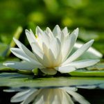 Lotus, Seerose oder Seerose? Nicht mehr verwechseln!