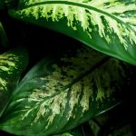 Dieffenbachia: richtig pflegen