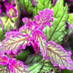 Gynura aurantiaca, Purpur-Samtpflanze: Pflege & Sorten