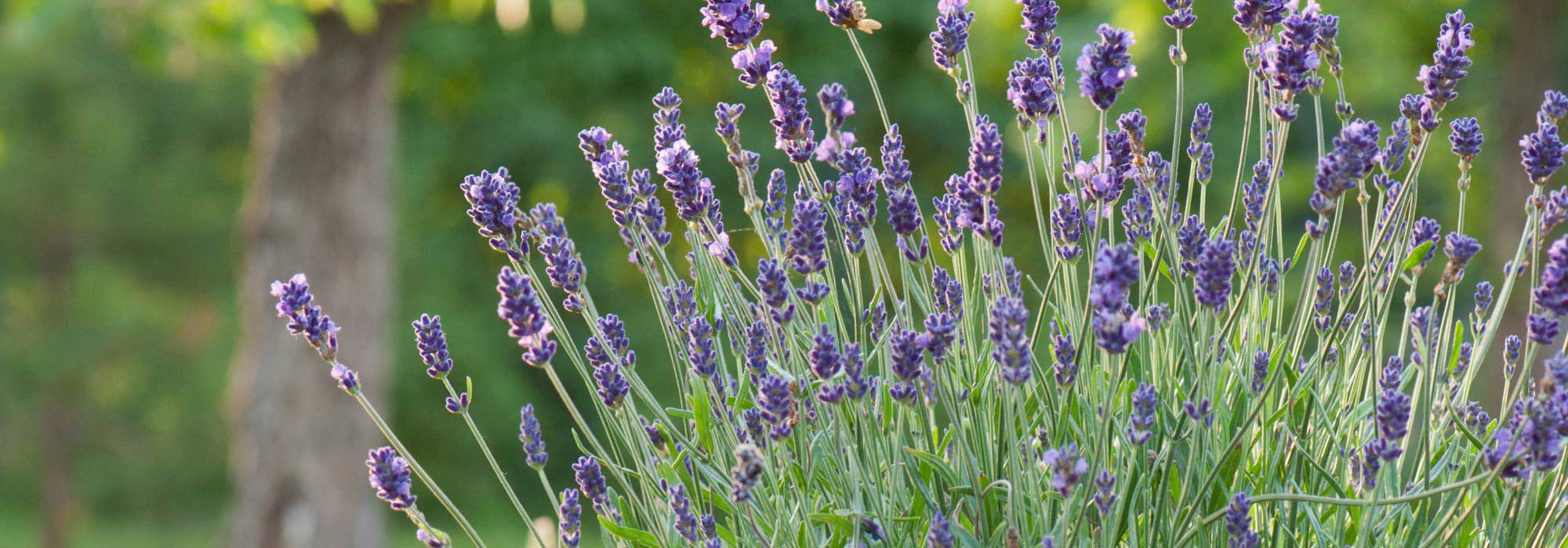Alte Lavendel verjüngen: richtiger Rückschnitt?
