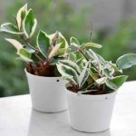 Porzellanblume, Hoya: Stecklinge ziehen