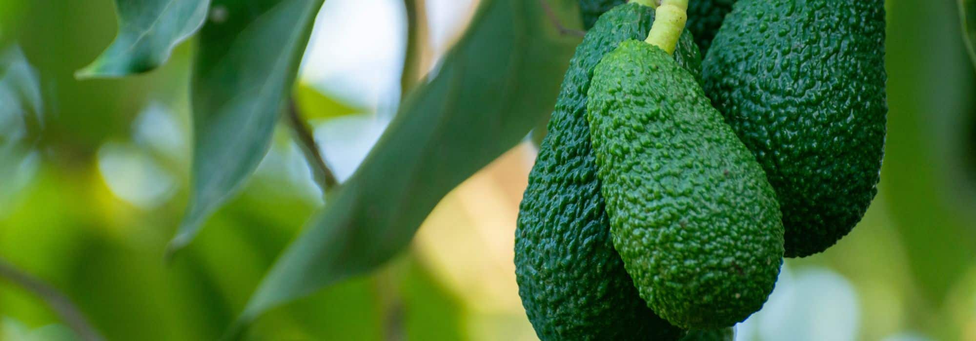 Avocado im Freiland pflanzen: erfolgreich anbauen