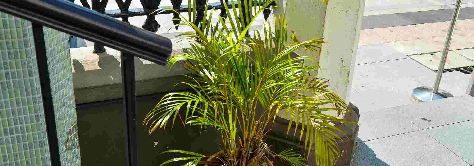 Dypsis, Betelpalme: Krankheiten und Parasiten
