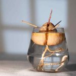 Avocado aus Kern ziehen: 3 einfache Methoden