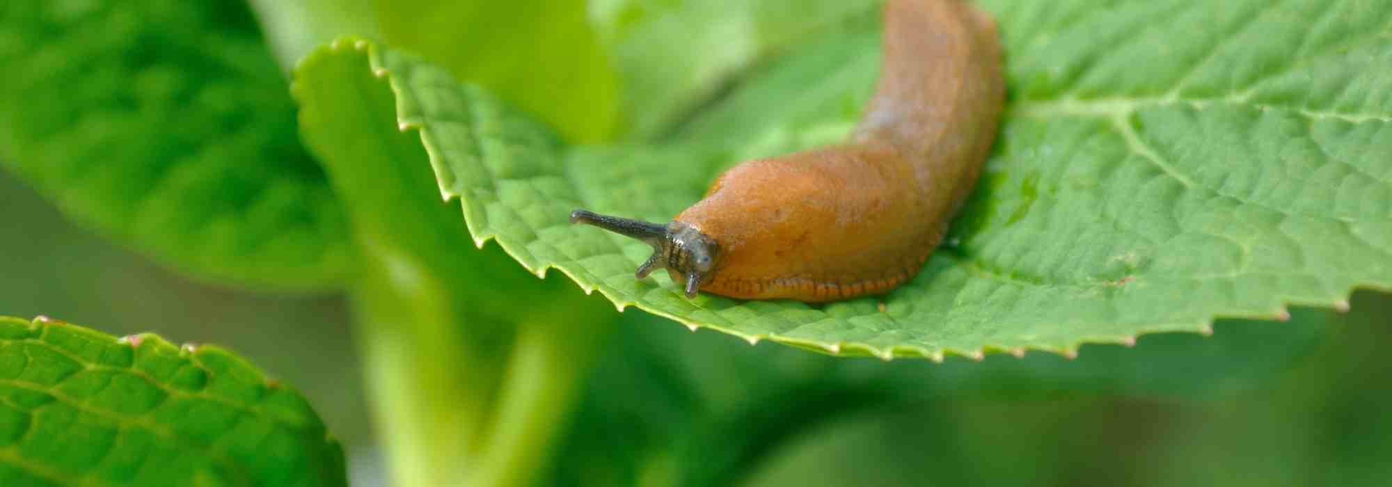 Wo verstecken sich Nacktschnecken? Endlich enthüllt