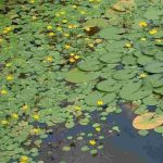 Seerosen aus einem überwucherten Teich entfernen?