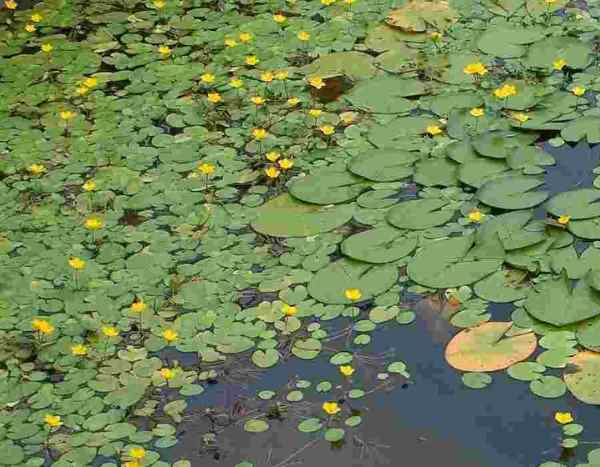 Seerosen aus einem überwucherten Teich entfernen?