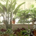 Zimmerpflanzen vermehren: Stecklinge leicht gemacht!
