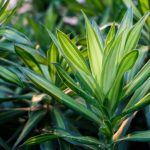 Drachenbaum durch Stecklinge vermehren?