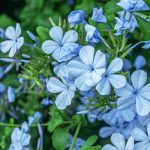 Plumbago im Winter vor Kälte schützen?