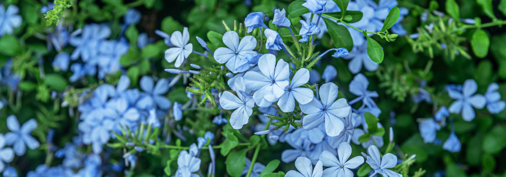 Plumbago im Winter vor Kälte schützen?