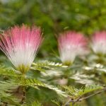Albizia säen: schöne Jungpflanzen ziehen
